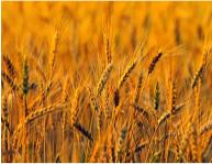 Firstfruits: Resurrection