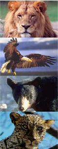 Lion, Eagle, Bear & Leopard