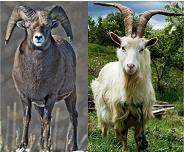 Ram & Goat