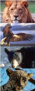 Lion, Eagle, Bear & Leopard