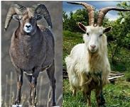 Ram & Goat
