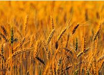 Firstfruits Fulfilled by the Resurrection