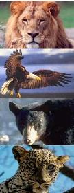 Lion, Eagle, Bear & Leopard