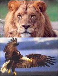 Lion & Eagle (United Kindom & United States