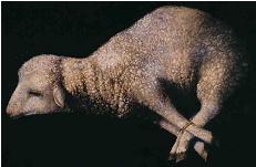 The Sacrificial Lamb <a href="http://commons.wikimedia.org/wiki/File:Josefa_de_Ayala_-_The_Sacrificial_Lamb_-_Walters_371193.jpg" title="The Sacrificial Lamb � PD Josefa de Ayala"><span style="text-decoration:none;color:#8c0000;"